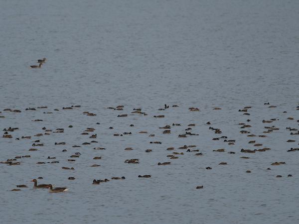 <h3><a href="/trips/braakman/biota/animalia/chordata/aves/007 anseriformes/003 anatidae/anas clypeata/anas clypeata-nl.html">Anas&nbsp;clypeata</a> / Northern&nbsp;shoveler / Slobeend</h3>OM-1 Mark II met OLYMPUS M.150-400mm F4.5 TC, 1/2000 sec  bij F5.6, ISO 1600, afstand 247&nbsp;m